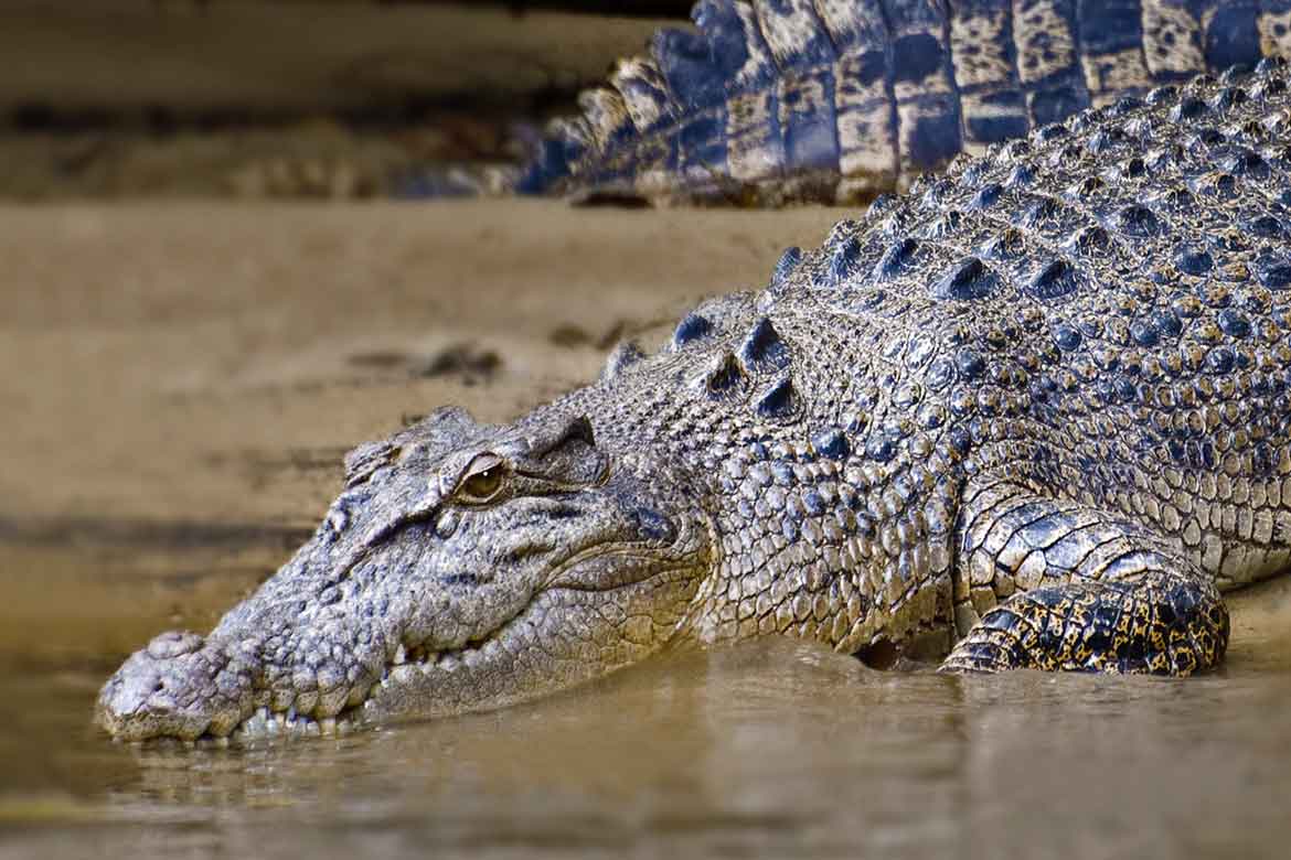 daintree river crocodile