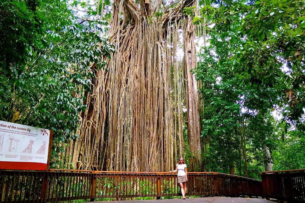 curtain figtree