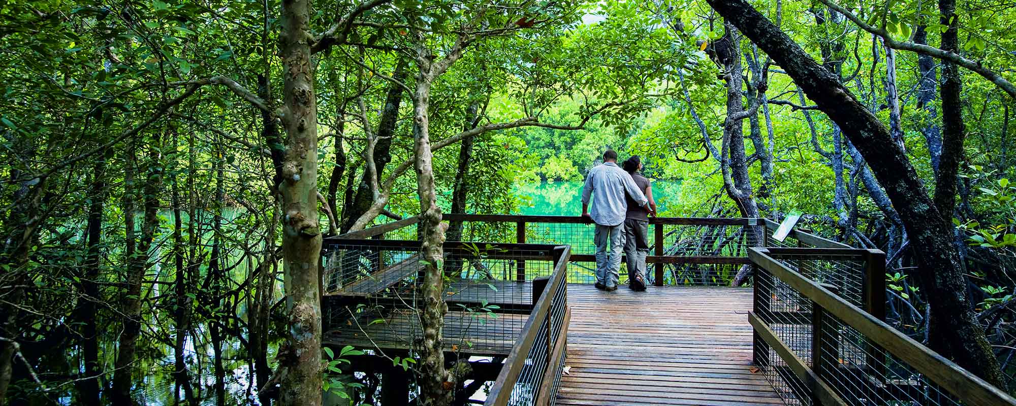 daintree boardwalk