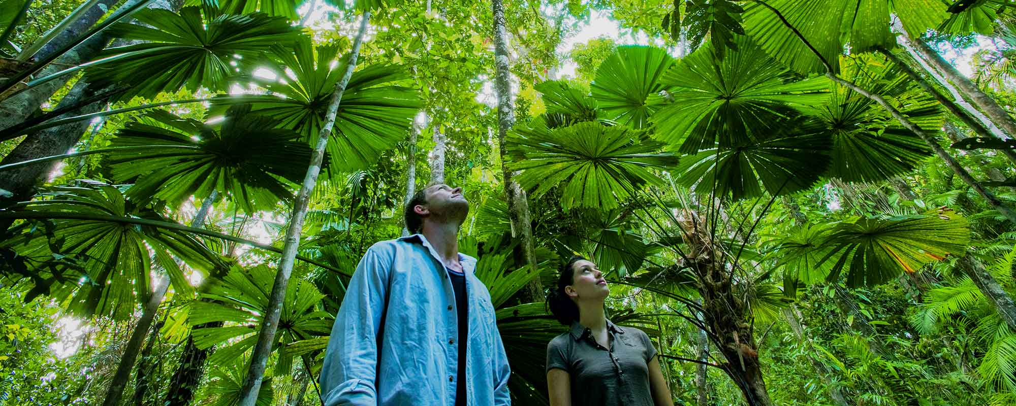 daintree rainforest fanpalms