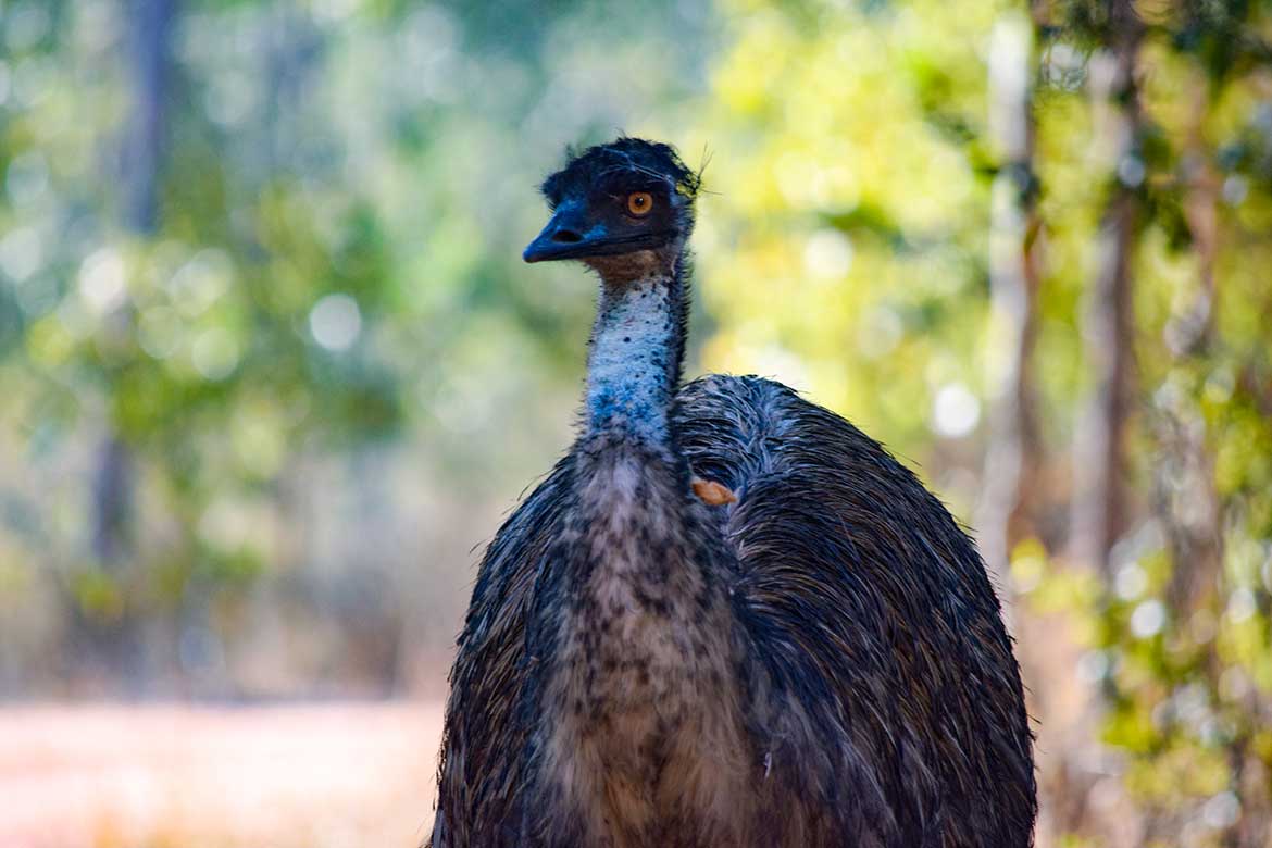 emu