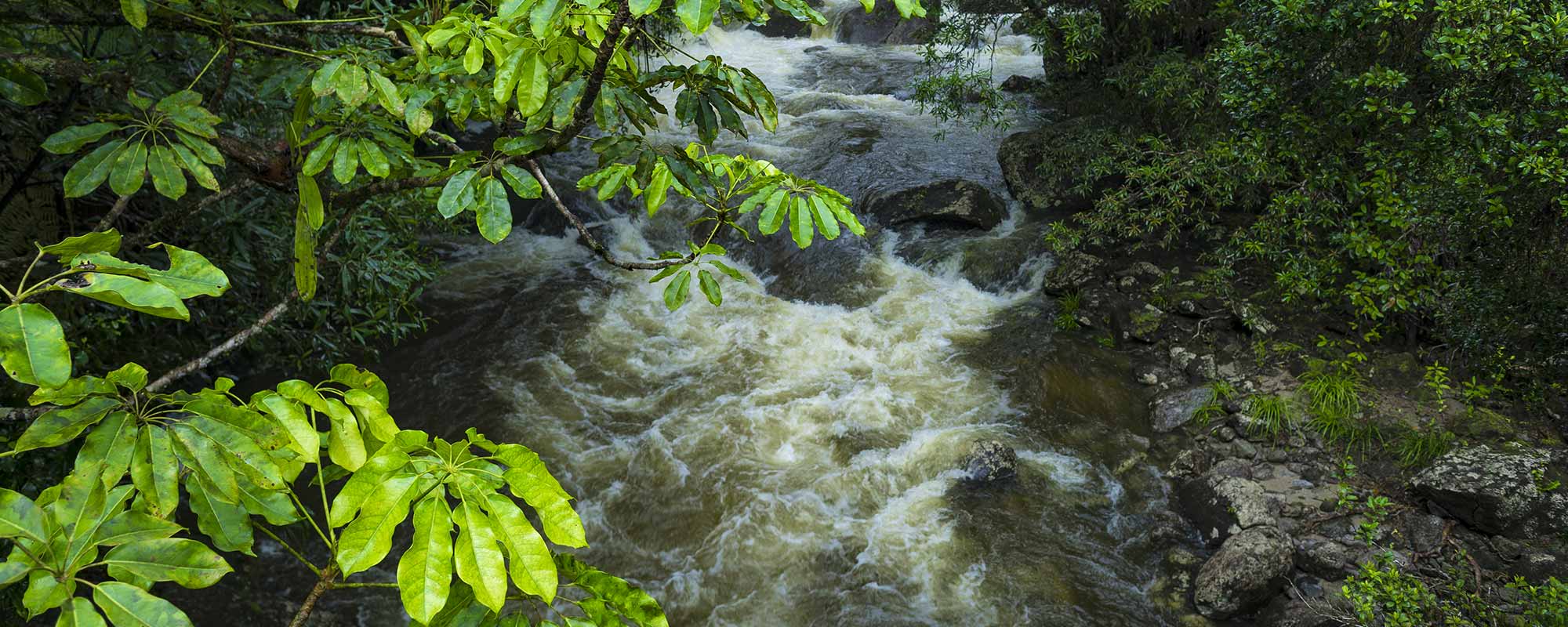 mossman gorge