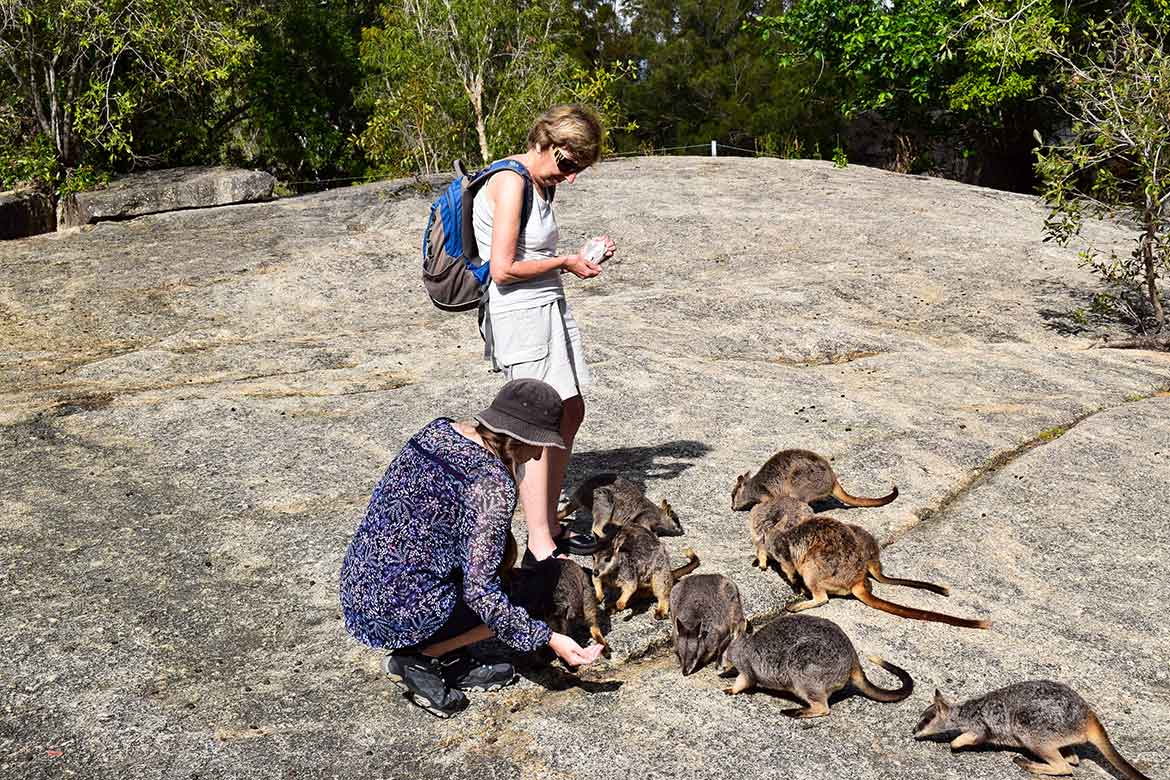 rock wallabies